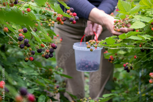 Collect blackberries in your garden. A collection of ripe tasty juicy red berries in a bucket. Gardening concept