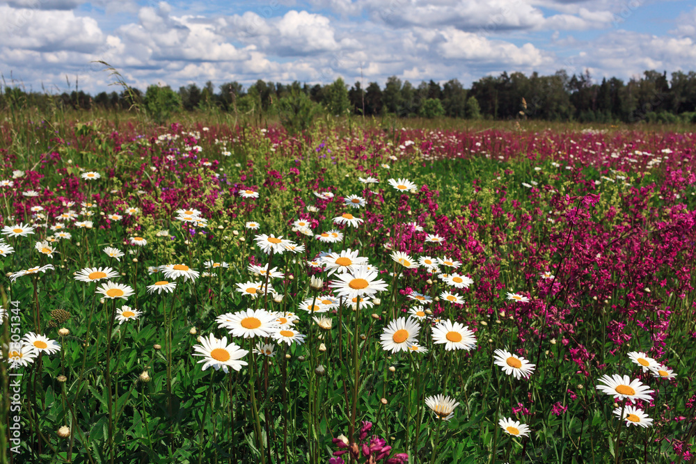 Natural background. Summer field with white field flowers. Natural background. Summer field with white field flowers.