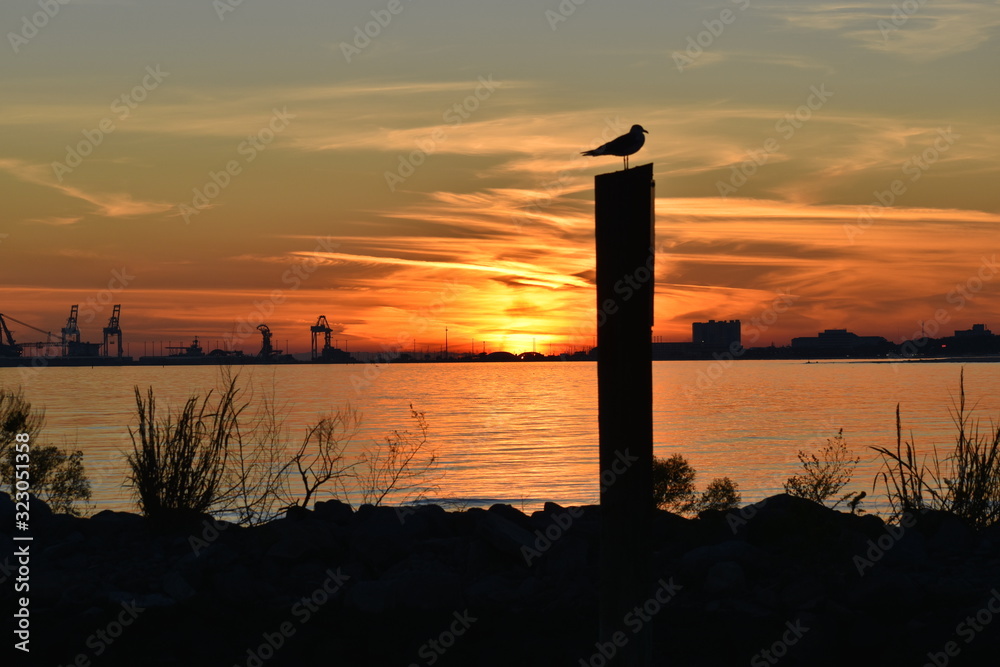 Sunset and seagulls