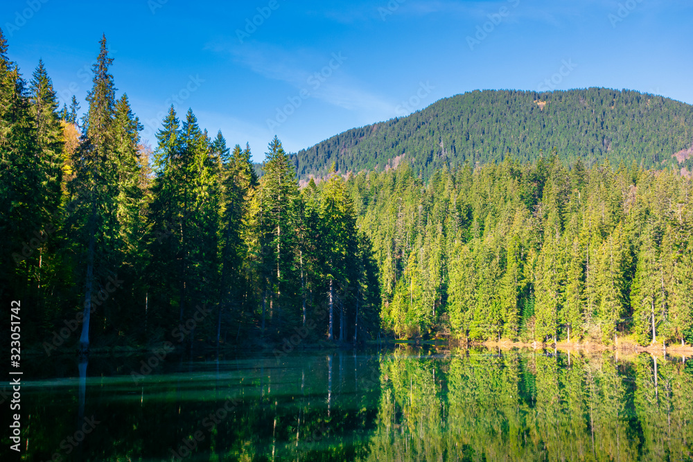 mountain lake among the coniferous forest. morning nature scenery with reflections in calm water. sunny weather with blue cloudless sky in springtime. location Synevyr national park, ukraine