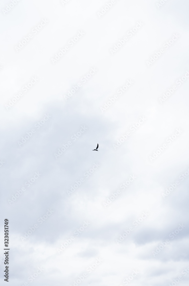 Cielo nublado con pájaro en el centro