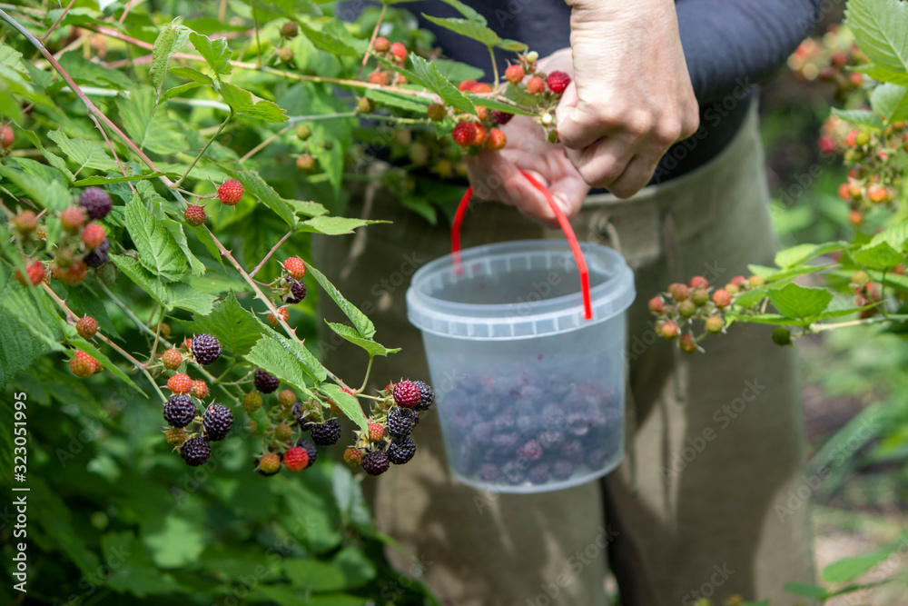 Fototapeta premium The gardener collects a blackberry in a small bucket. A lot of juicy ripe blackberry on the bushes. The concept of subsistence farming. 