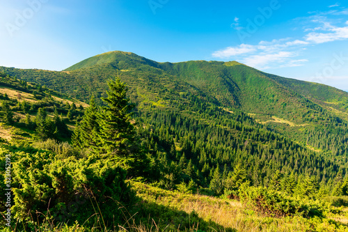 mountain scenery in the morning. coniferous trees on forested hillside with grassy slopes. sunny weather with cloudless sky. chernogora ridge landscape of carpathians in late summer time