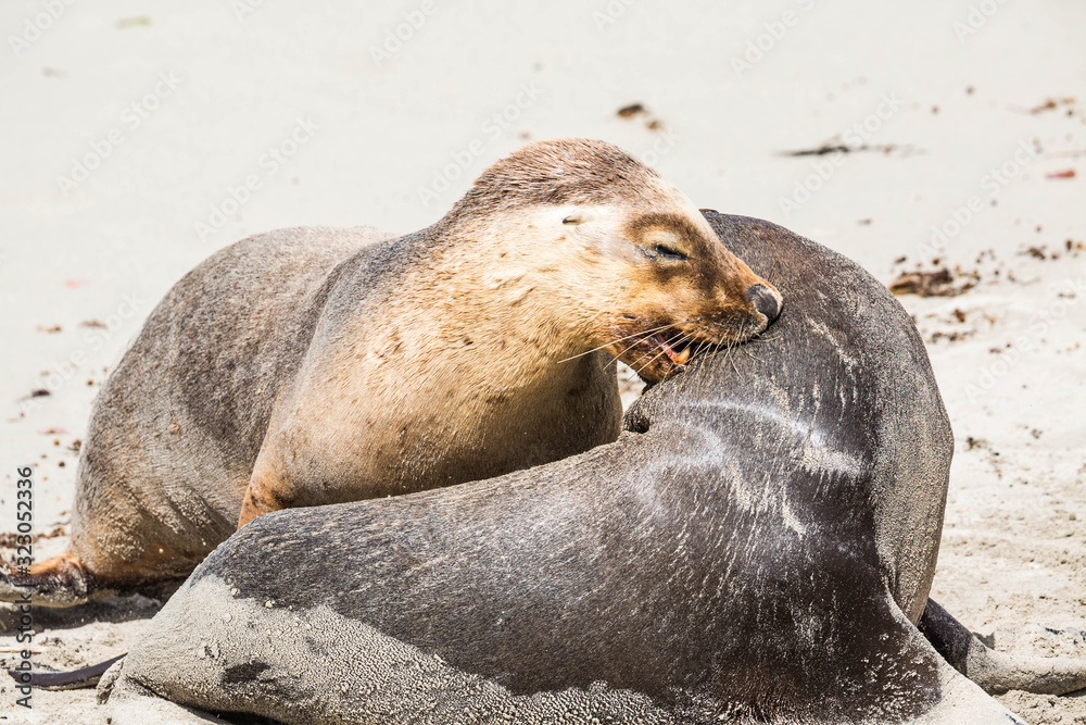 Fototapeta premium wilde Seelöwen-Jugendliche üben den Kampf, Kangaroo Island, Australien