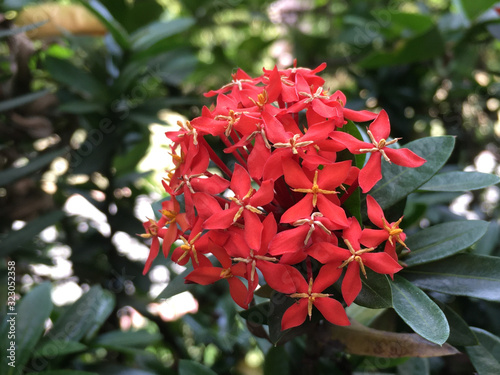 Flores de color rojo en medio de vegetación 