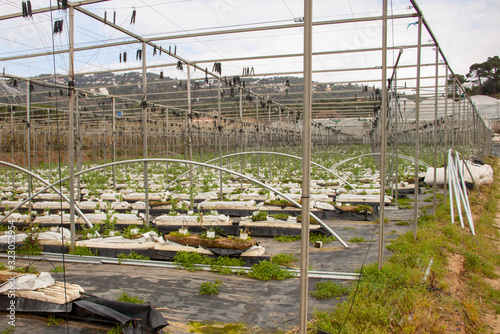Greenhouses with torn plastic after a hurricane