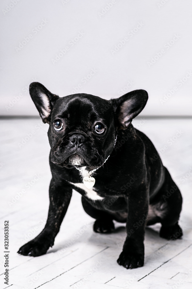 funny portraits of black french bulldog on gray background