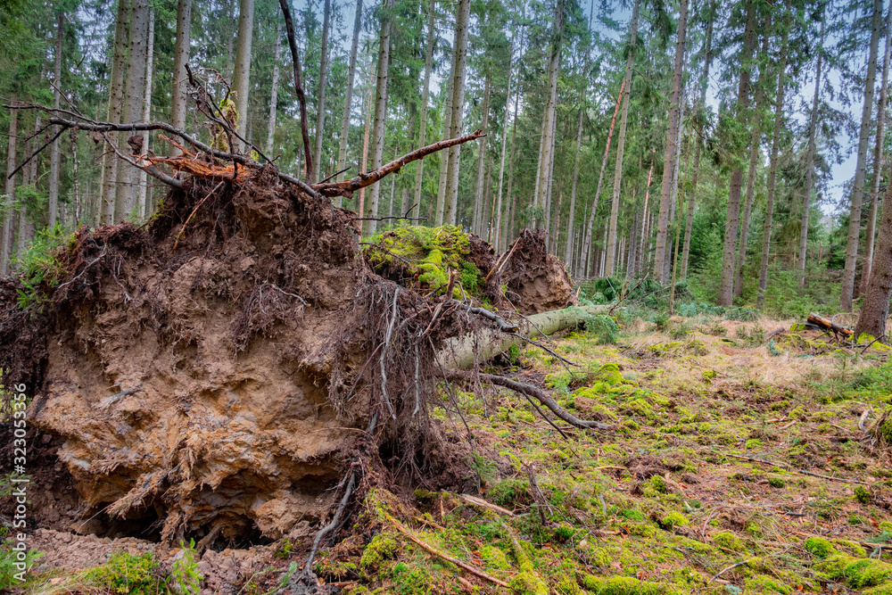 trees uprooted by storm in the forest