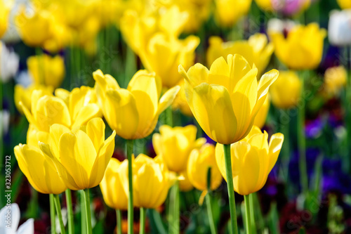 Close up of many delicate yellow tulips in full bloom in a sunny spring garden  beautiful  outdoor floral background