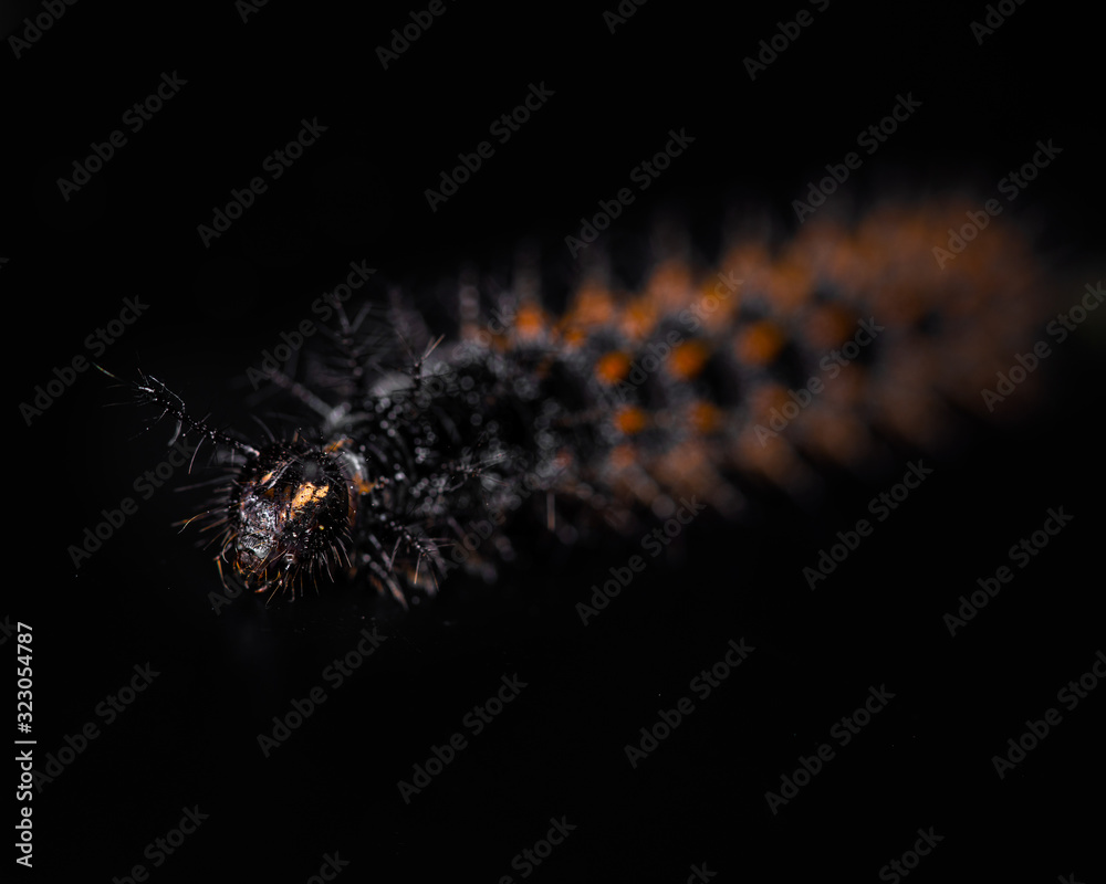 Black, orange and yellow worm caterpillars animals isolate on black Black, orange and yellow worm caterpillars animals isolate on black