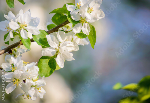 Horizontal spring photo with white flowers of a blooming apple branch on a blurred background © Elvira