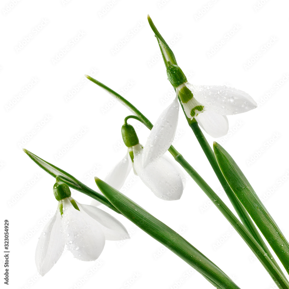 Three fresh snowdrops, close up Three fresh snowdrops, close up