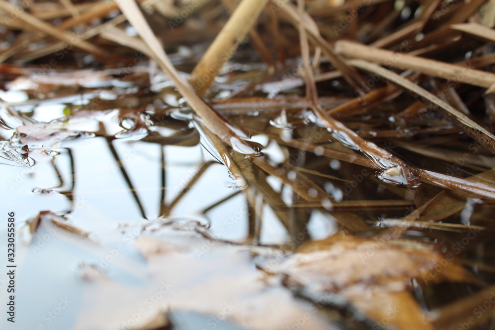 autumn leaf in pond