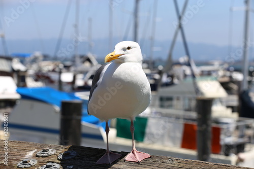 Gaviota