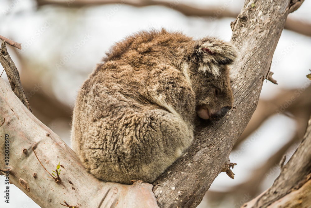 wilder Koala entspannt in Astgabel (Flinders Chase Nationalpark, Australien) wilder Koala entspannt in Astgabel (Flinders Chase Nationalpark, Australien)