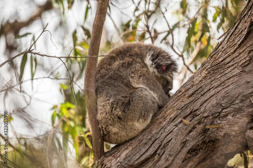 wilder Koala entspannt in Astgabel (Flinders Chase Nationalpark, Australien)