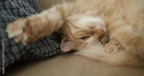 Cute ginger cat is sleeping on beige couch. Fluffy pet is comfortably settled for nap. Cozy home.