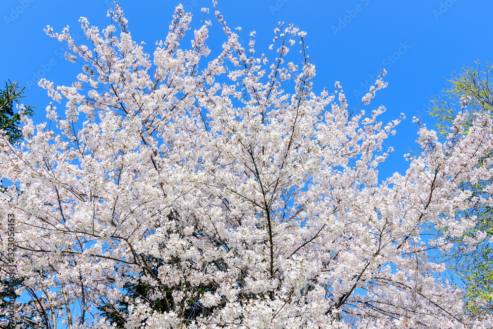 Close up of a branch with white cherry tree flowers in full bloom with blurred background in a garden in a sunny spring day, beautiful Japanese cherry blossoms floral background, sakura