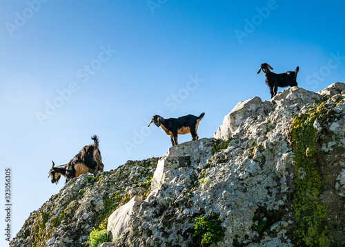 Two little goats following their mother in the mountains of Anaga Rural Park, near Taborno, Tenerife, Spain.