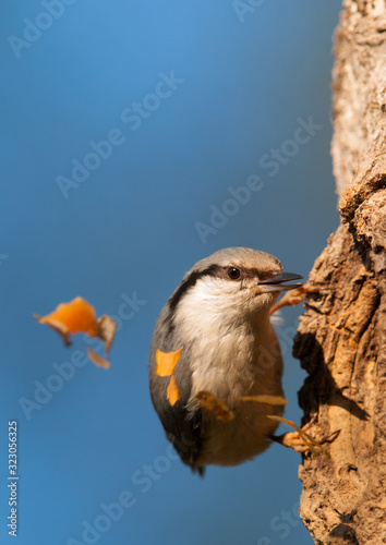 Spring arrangements of nuthatch in the nest tree