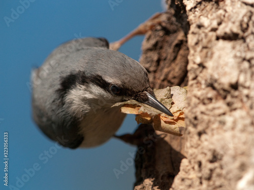 Spring arrangements of nuthatch in the nest tree