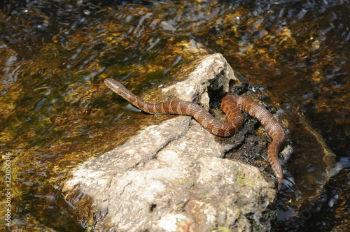 water snake