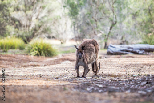 wilde Känguruhs auf Kangaroo Island, Australien