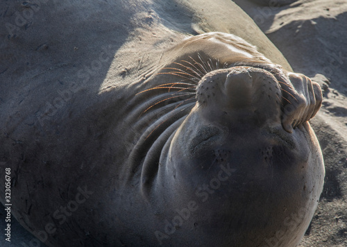 Elephant Seals