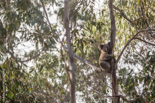 wilder Koala entspannt in Astgabel (Flinders Chase Nationalpark, Australien) © Dominik Rueß