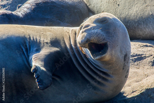 Elephant Seals