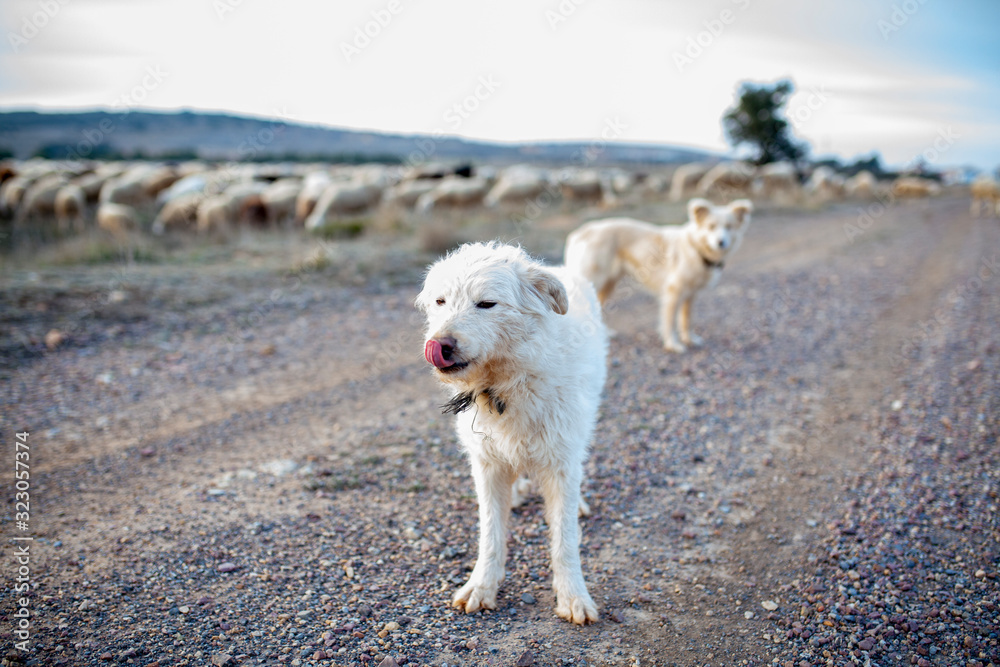 Perros pastores con rebaño de ovejas al fondo Perros pastores con rebaño de ovejas al fondo