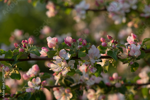 Blooming apple tree in spring time, sunset 