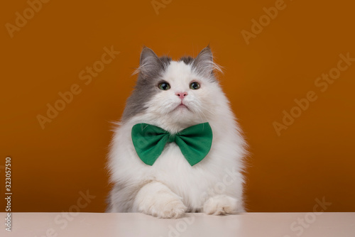 fluffy cat on a yellow isolated background