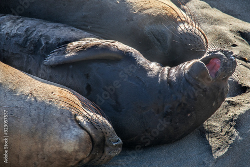Elephant Seals