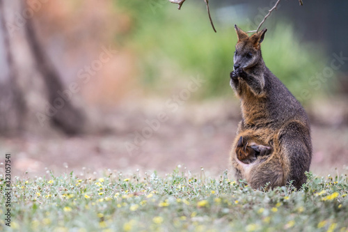 Wallaby im Kangaraoo Island Wildlife Park, Australien photo