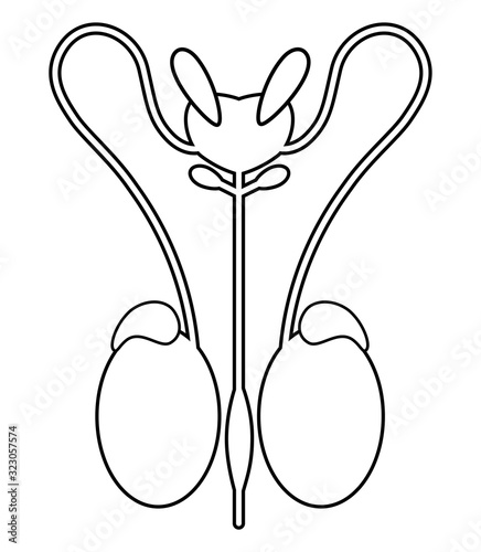 Male reproductive system and bladder. Front view, line art. Vector illustration