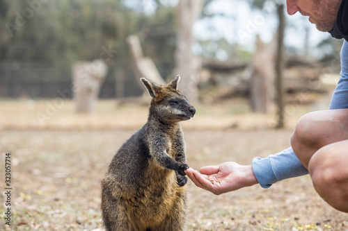 Wallaby im Kangaraoo Island Wildlife Park, Australien photo