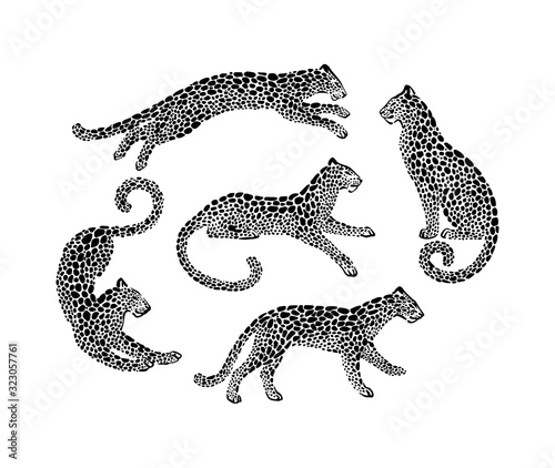 Set of jaguar spotted silhouettes in different poses. Vector wildcat animal graphic illustration. Black isolated on white background