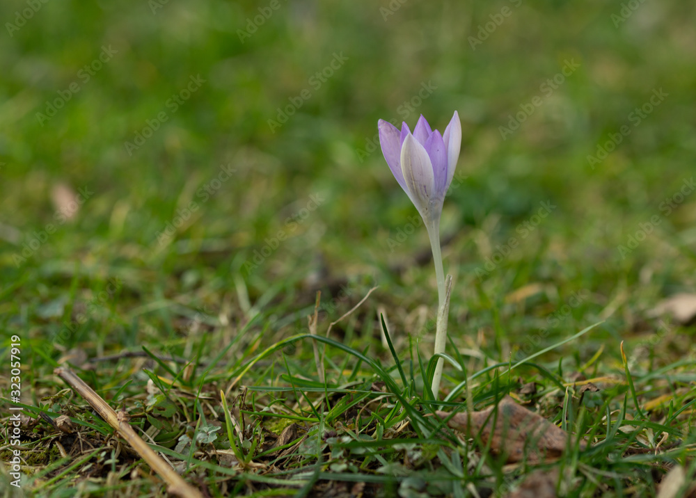 Spring flower, fresh spring violins Spring flower, fresh spring violins