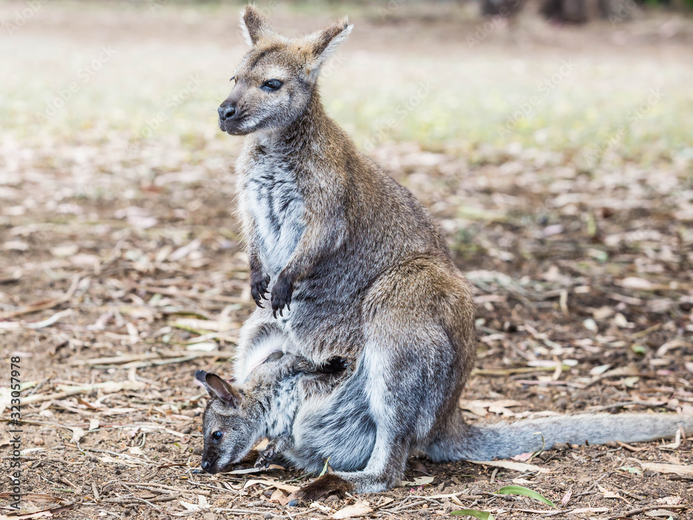 Wallaby im Kangaraoo Island Wildlife Park, Australien Wallaby im Kangaraoo Island Wildlife Park, Australien