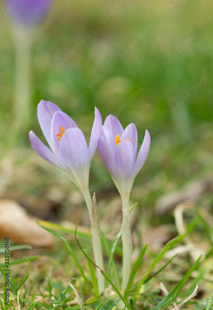 Spring flower, fresh spring violins