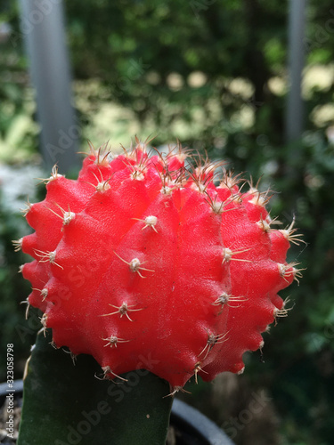 Planta de cactus con fondo de vegetación 