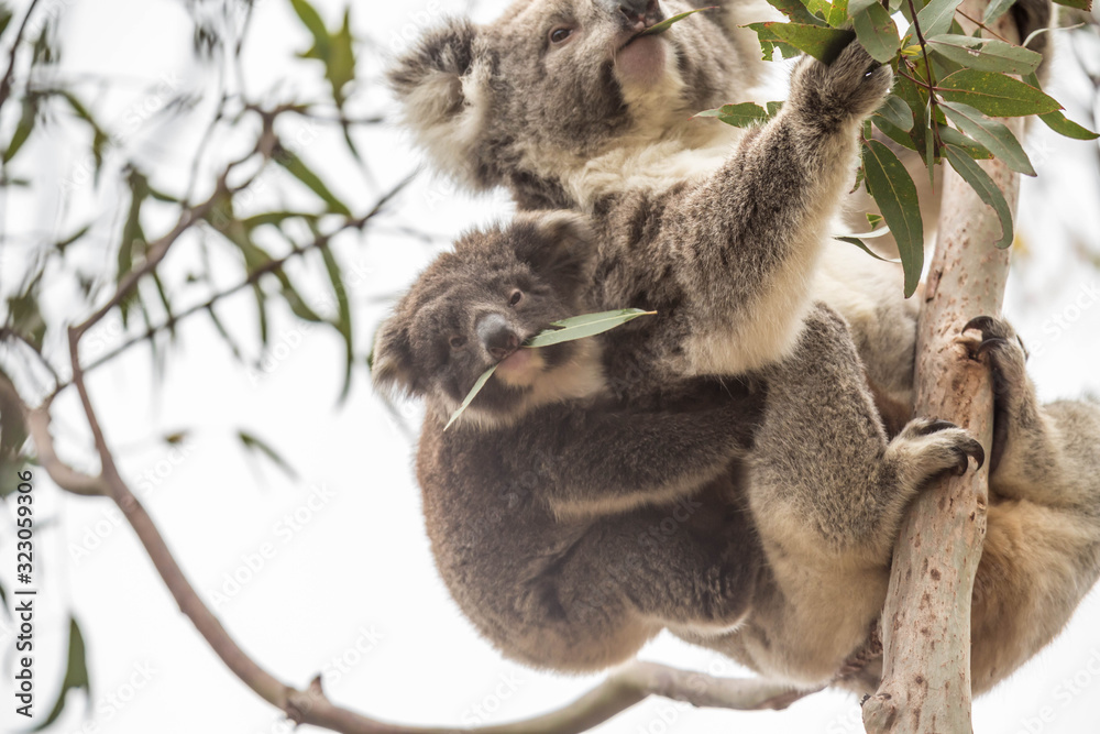 Obraz premium Koala im Flinders Chase Nationalpark, Kangaroo Island, Australien