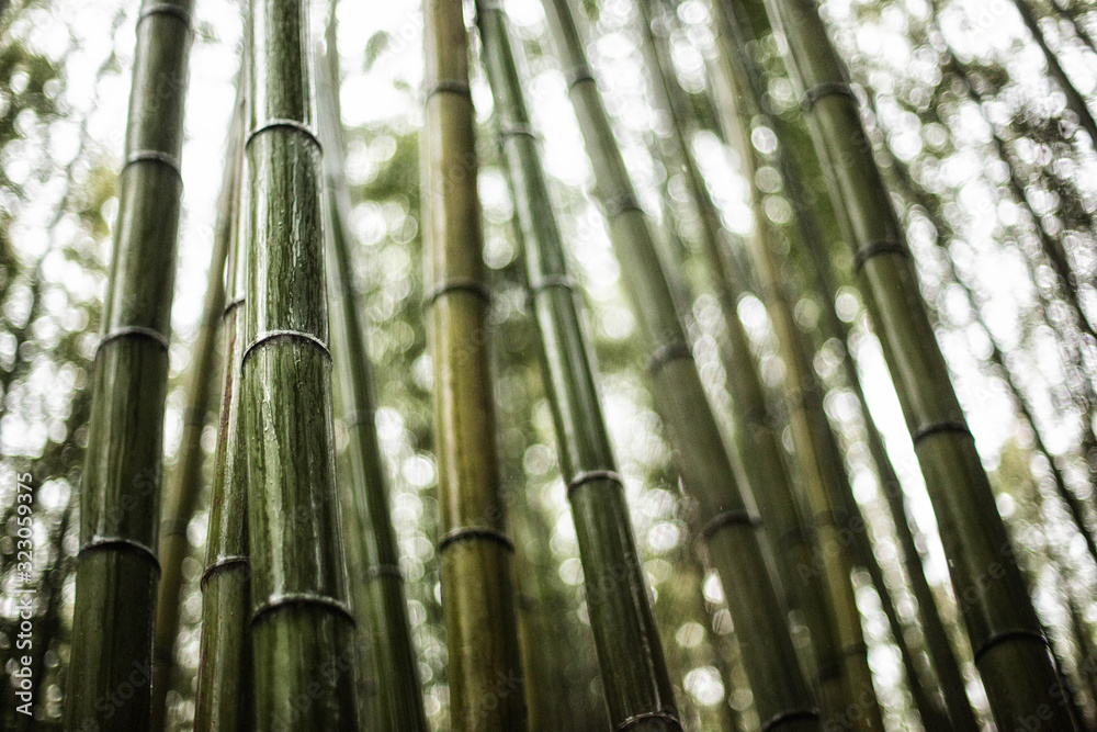 Fototapeta premium bamboo forest background