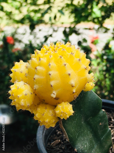 Planta de cactus amarillo con fondo de vegetación 