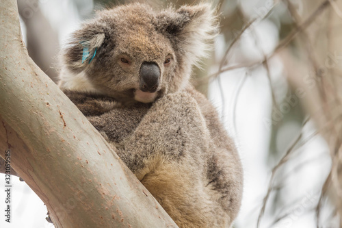 Fototapeta Naklejka Na Ścianę i Meble -  Koala im Flinders Chase Nationalpark, Kangaroo Island, Australien