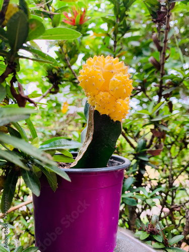 Planta de cactus con fondo de vegetación 