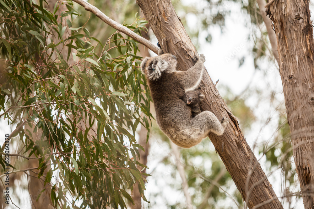 wilde Koala-Mama mit Jungem (Joey) wilde Koala-Mama mit Jungem (Joey)