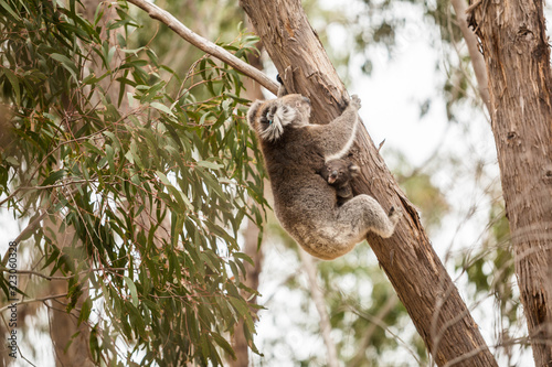 wilde Koala-Mama mit Jungem (Joey) © Dominik Rueß