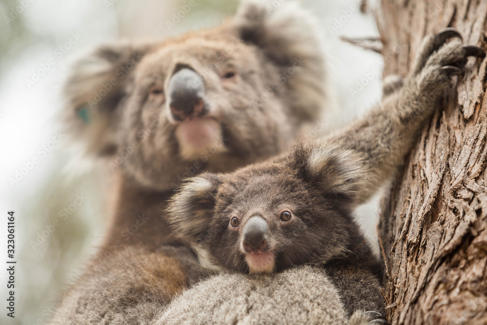 Fototapeta premium dzika koala mama z młodym (Joey)